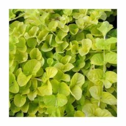 Golden Creeping Jenny | Lysimachia nummularia 'Aurea'