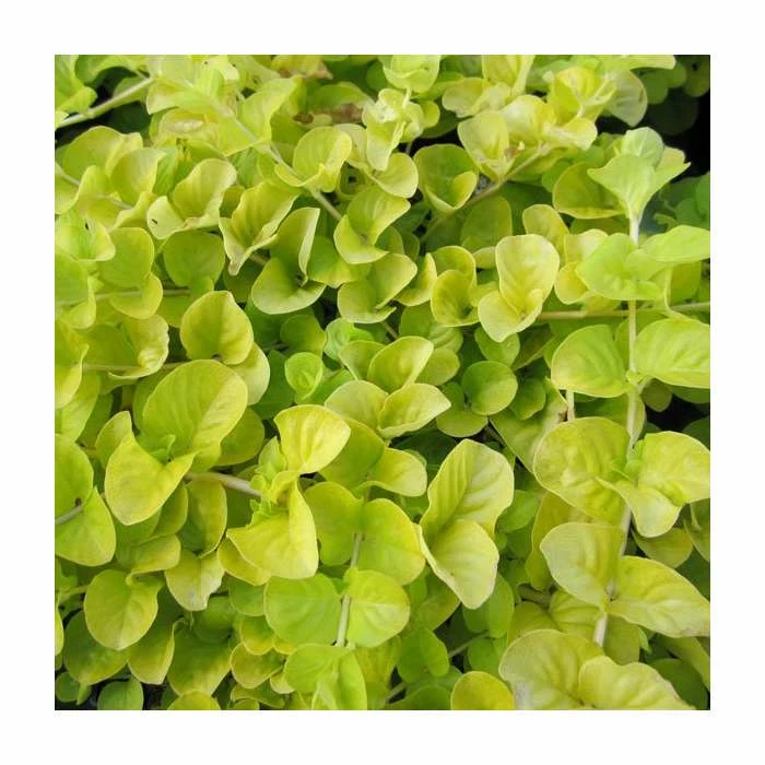 Golden Creeping Jenny | Lysimachia nummularia 'Aurea'