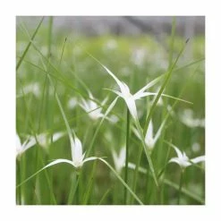 3x White Star Grass Dichromena colorata - 9cm Pots
