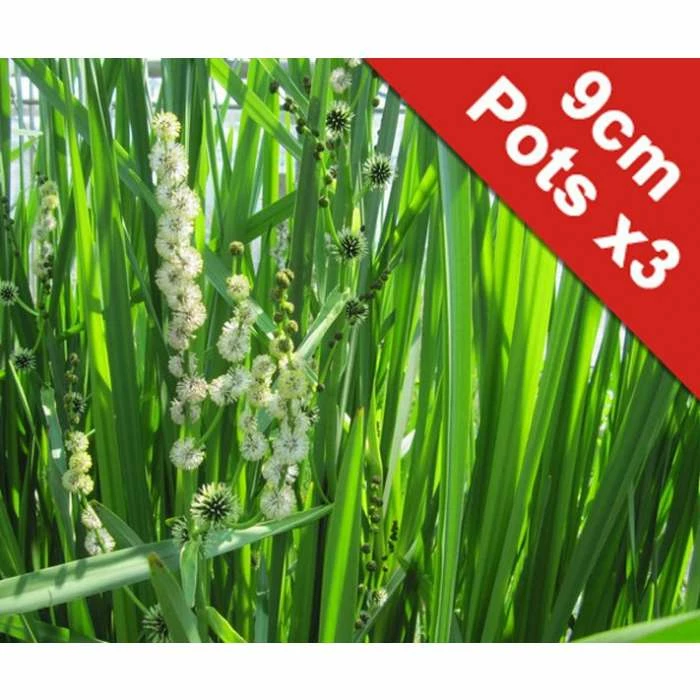 Branched Bur Reed | Sparganium erectum