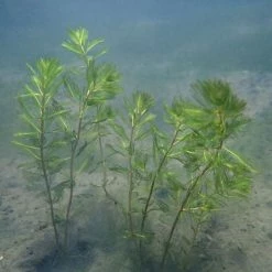 Spiked Water Milfoil Myriophyllum spicatum - Bunch of 5