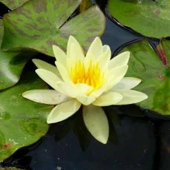Nymphaea 'Marliacea 'Chromatella' | Water Lily