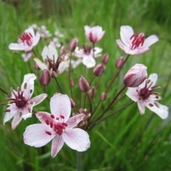 Flowering Rush | Butomus umbellatus