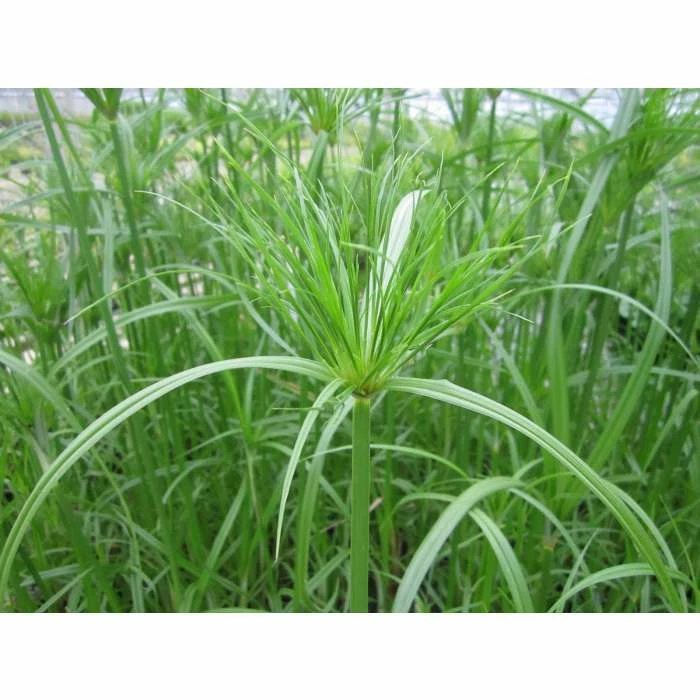 1L Papyrus - Cyperus papyrus - Image 3