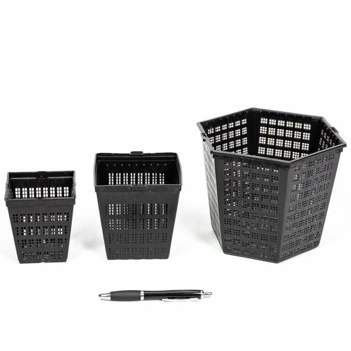 1L Papyrus - Cyperus papyrus - Image 4