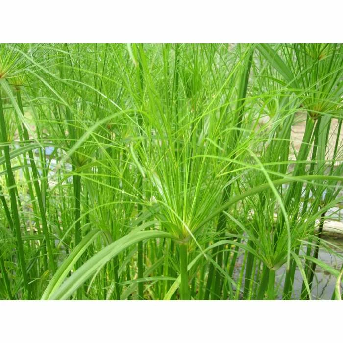 1L Papyrus - Cyperus papyrus
