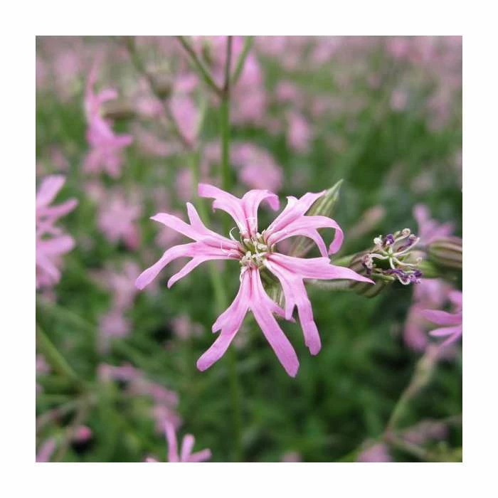 1L Ragged Robin Lychnis flos-cuculi - Image 2