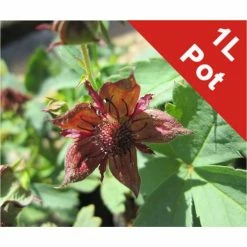 Marsh Cinquefoil | Potentilla palustris