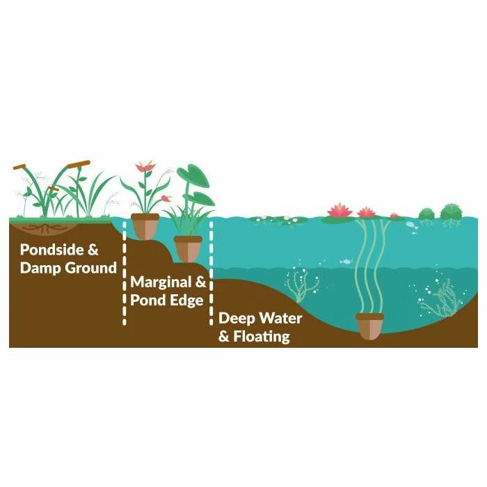 1L Common Cotton Grass Eriophorum angustifolium - Image 3