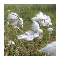 1L Common Cotton Grass Eriophorum angustifolium