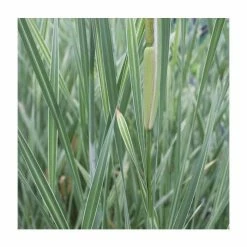 Variegated Great Reedmace | Typha latifolia 'Variegata'