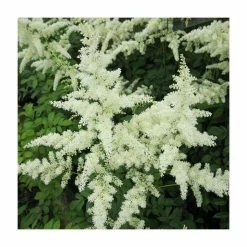 1L Spirea White Astilbe Arendsii White