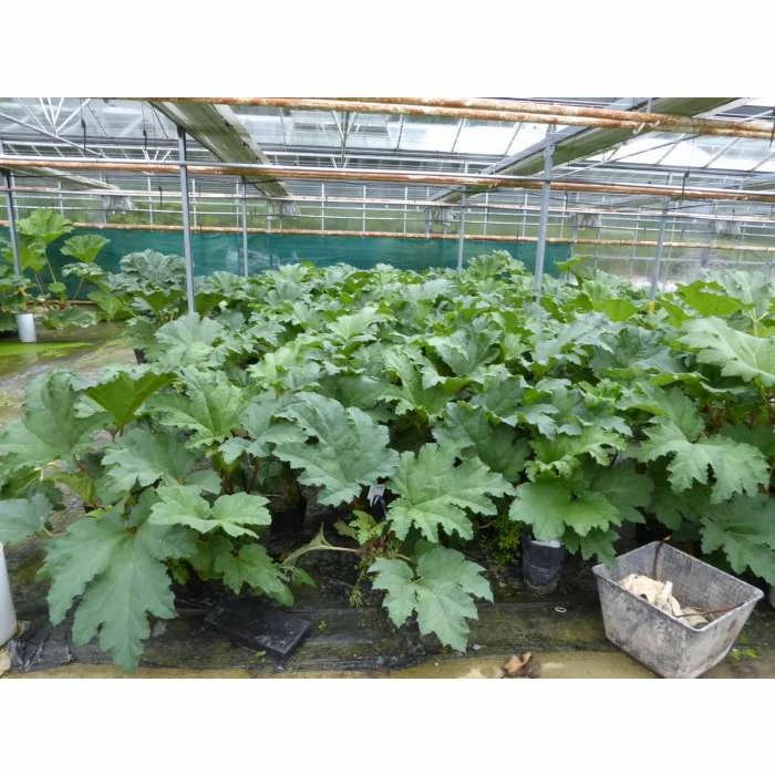 Giant Rhubarb | Gunnera manicata - Image 3
