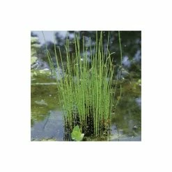 Scouring Rushes | Equisetum hyemale