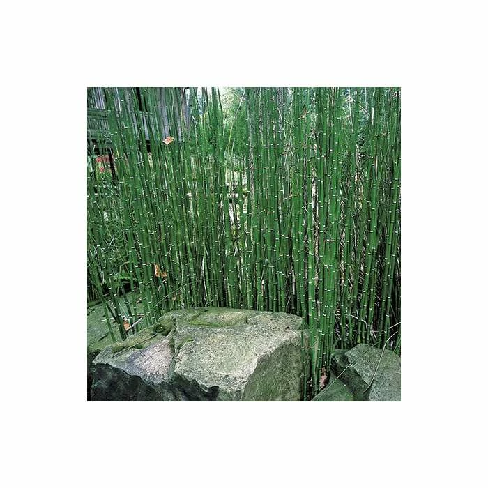 Scouring Rushes | Equisetum hyemale - Image 2