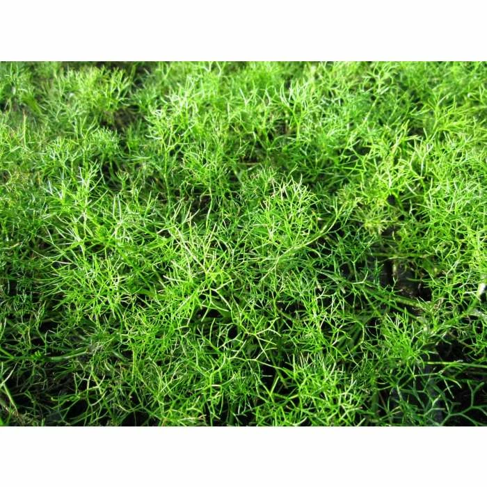 Common Water Crowfoot - Ranunculus aquatilis - Bunch of 5 - Image 3