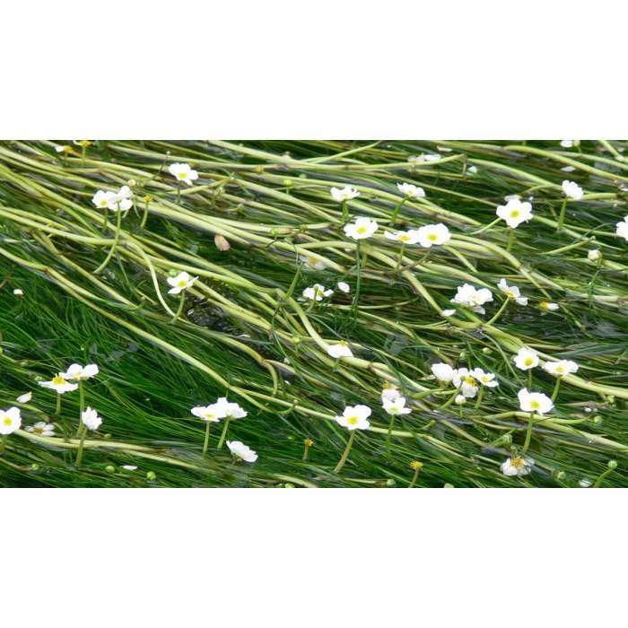 Common Water Crowfoot - Ranunculus aquatilis - Bunch of 5 - Image 4