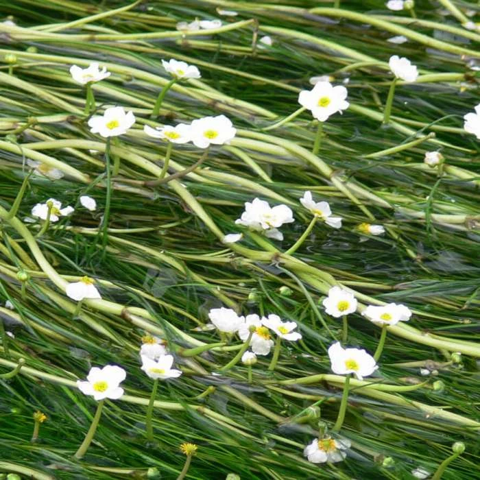 Common Water Crowfoot - Ranunculus aquatilis - Bunch of 5 - Image 2