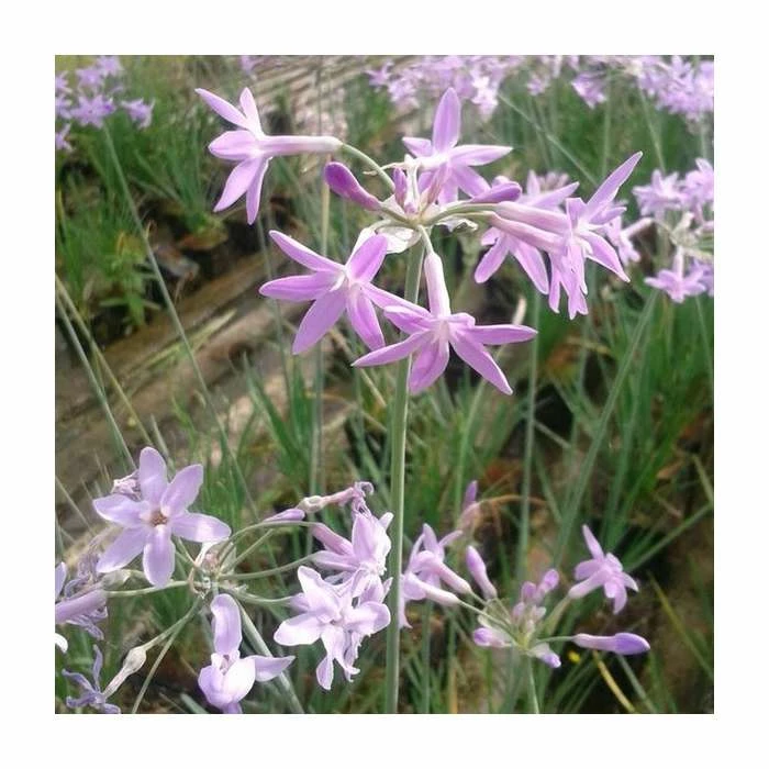 Society Garlic | Tulbaghia violacea