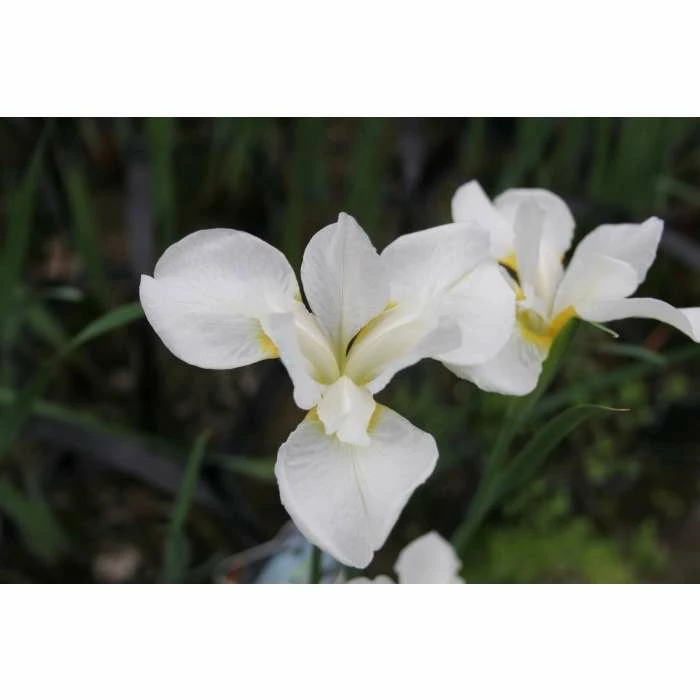 Siberian Flag | Iris sibirica 'Snow Queen' - Image 3