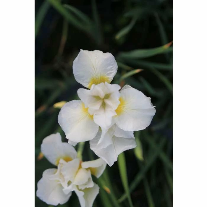 Siberian Flag | Iris sibirica 'Snow Queen' - Image 4
