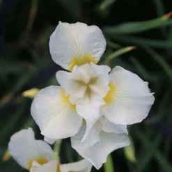 Siberian Flag | Iris sibirica 'Snow Queen'