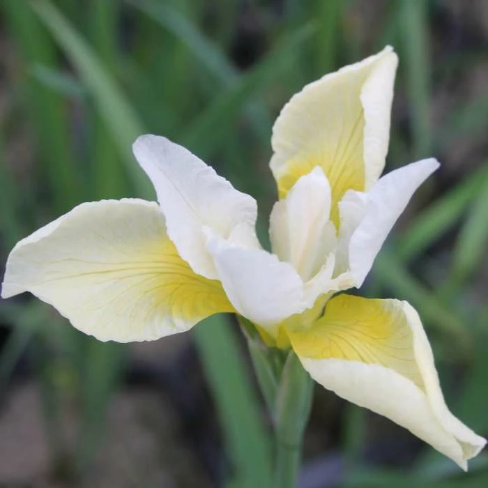 Siberian Flag | Iris sibirica 'Snow Queen' - Image 2