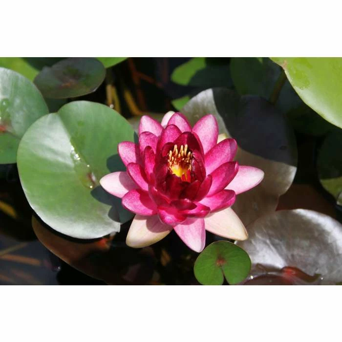 Nymphaea 'Almost Black' | Water Lily - Image 3