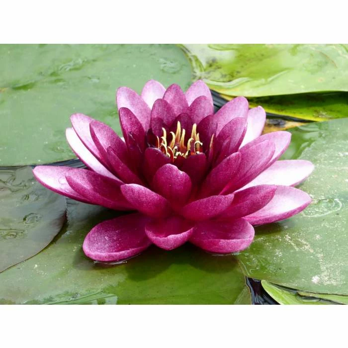 Nymphaea 'Almost Black' | Water Lily - Image 4