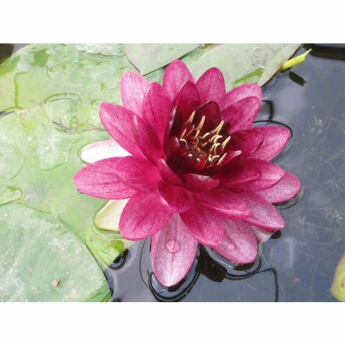 Nymphaea 'Almost Black' | Water Lily - Image 5