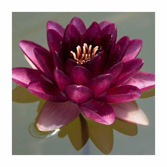 Nymphaea 'Almost Black' | Water Lily - Image 2