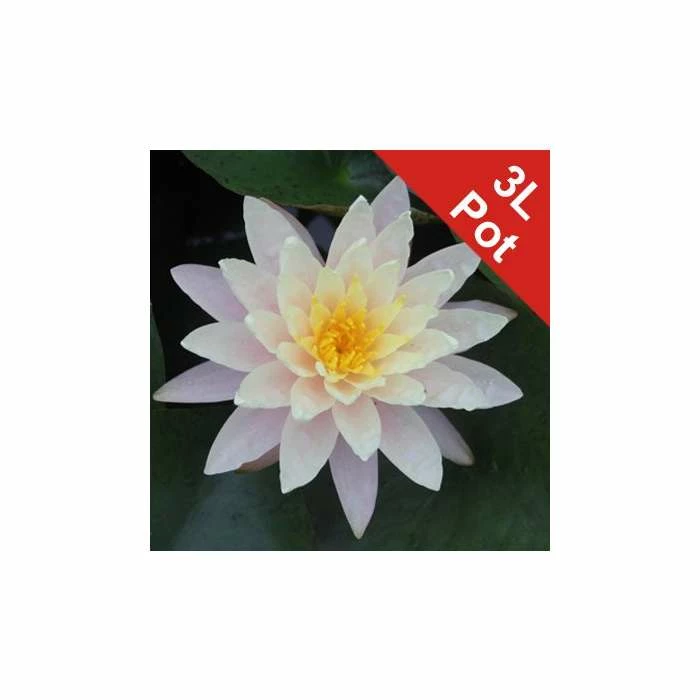 Large Water Lily 'Barbara Dobbins' - Nymphaea ‘Barbara Dobbins’ - 3L Pot