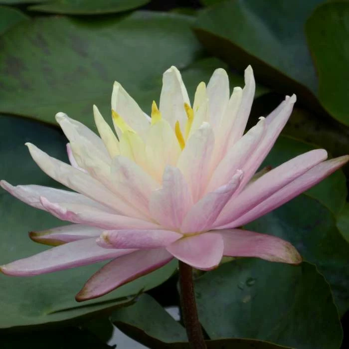 Large Water Lily 'Barbara Dobbins' - Nymphaea ‘Barbara Dobbins’ - 3L Pot - Image 2