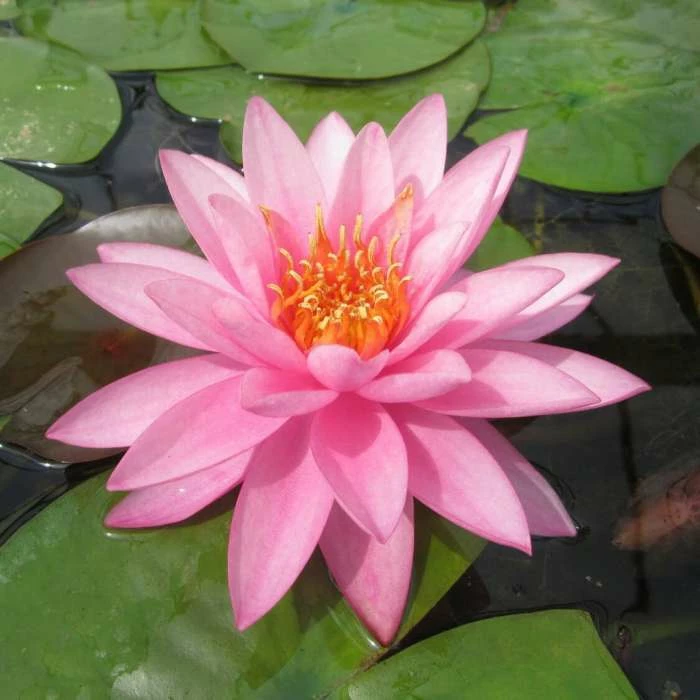 Nymphaea 'Mayla' | Water Lily