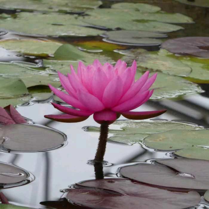 Nymphaea 'Mayla' | Water Lily - Image 2
