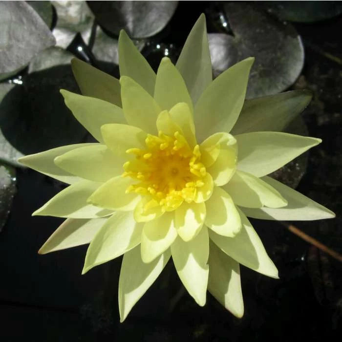 Large Fragrant Water Lily 'Sulphurea' - Nymphaea odorata 'Sulphurea' - 3L Pot - Image 2