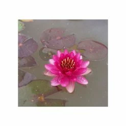 Nymphaea 'Perry's Baby Red' | Water Lily