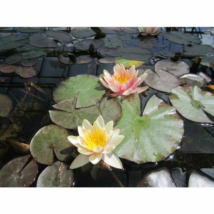 Large Water Lily 'Sioux' - Nymphaea 'Sioux' - 3L Pot - Image 3