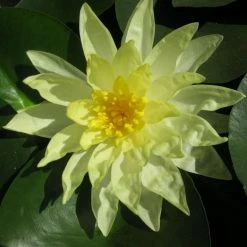 Large Water Lily 'Sun Rise' - Nymphaea 'Sun Rise' - 3L Pot