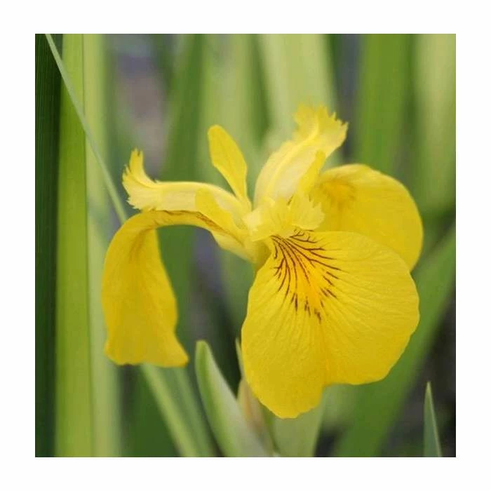 Large Yellow Flag Iris 'Variegated' Iris pseudacorus 'Variegata' - 3L Pot
