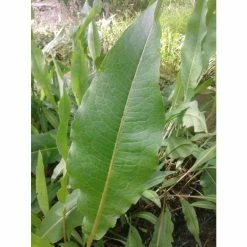 Large Great Water Dock Rumex hydrolapathum - 3L Pot
