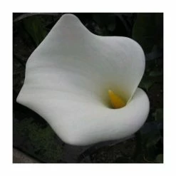 Large White Arum Lily | Zantedeschia aethopica | Pond Plant ‘Crowborough’ - 3L Pot