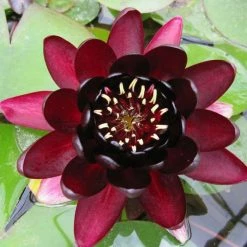 Extra Large Water Lily 'Black Princess' - Nymphaea 'Black Princess' - 30L Pot