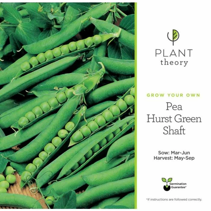 'Hurst Green Shaft' Pea Seeds | By Plant Theory - Image 2