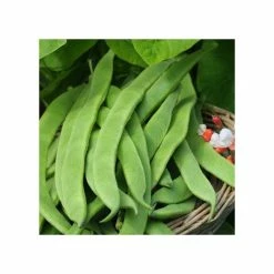 'Enorma' Runner Bean Seeds | By Plant Theory