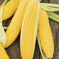 'Incredible' F1 Sweetcorn Seeds | By Plant Theory
