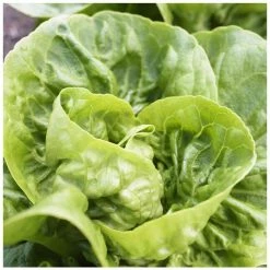 'Little Gem' Lettuce Seeds | By Plant Theory