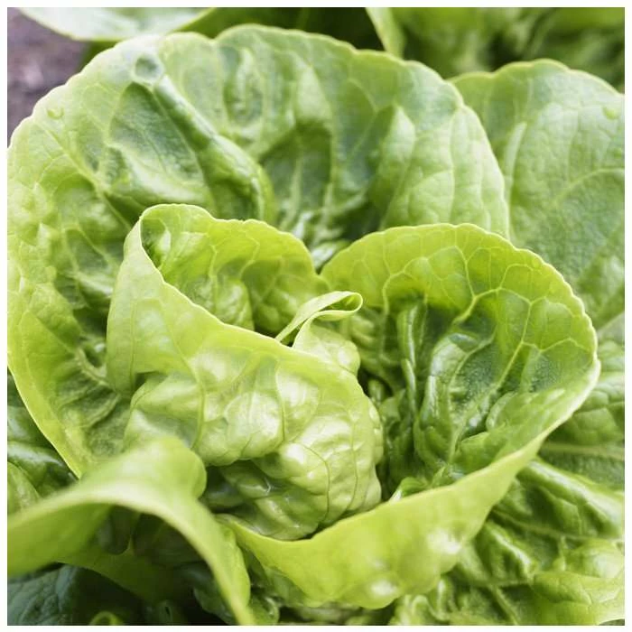 'Little Gem' Lettuce Seeds | By Plant Theory