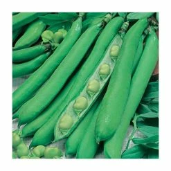 'Masterpiece Green Longpod' Broad Bean Seeds | By Plant Theory