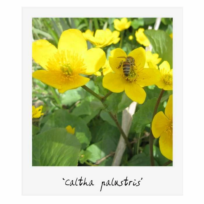 Medium Ornamental Colour Pond Plant Collection 3x 1L Pots - Image 2